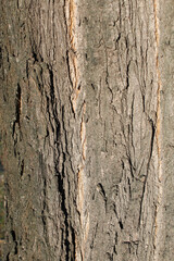 Tree bark, background and texture
