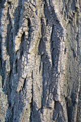 Tree bark, background and texture