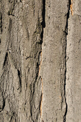 Tree bark, background and texture