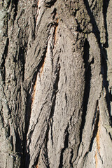 Tree bark, background and texture