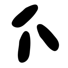 Common bacteria infecting human medical educational