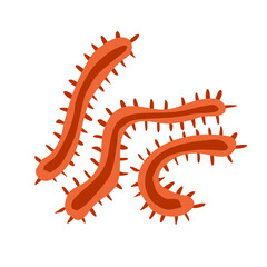 Common bacteria infecting human medical educational