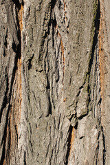 Tree bark, background and texture