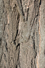 Tree bark, background and texture