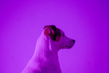 side view of cute terrier dog