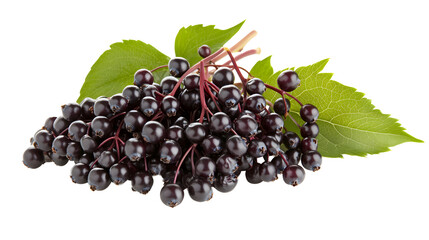 bunches of elderberries isolated on a white background