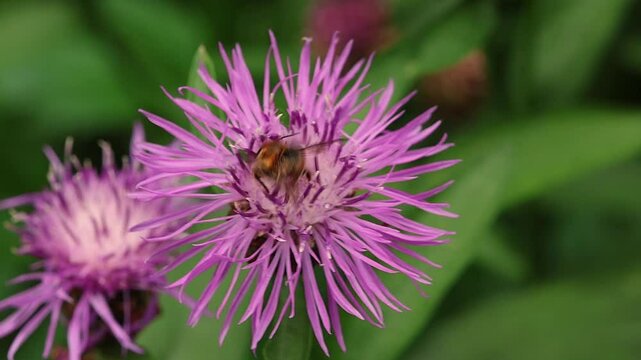 solitary leaf cutter bee Megachile melanopyga on a brown knapweed centaurea jacea blossom
