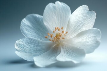 Fototapeta premium delicate white flower gracefully placed on a soft white background showcasing intricate petals and textures evoking purity and simplicity in a minimalist aesthetic