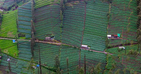 Vegetable plantations in the Tengger region, East Java, Indonesia