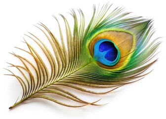 Fototapeta premium Vivid blue-green peacock feather, UHD macro photography reveals intricate detail in this isolated, exotic plume.