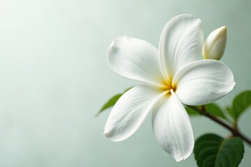 Fototapeta premium Single white jasmine flower with loose and flowing petals, white, airy, flowy