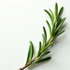 Obraz premium Rosemary herb against a soft, white background with light, light, atmosphere