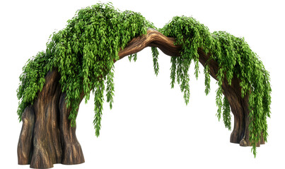 Lush green vines arching over a weathered wooden frame.