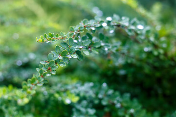 Close up of a branch of horizontal cotoneaster Cotoneaster horizontalis with small green leaves and water droplets on a blurred natural background