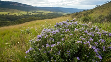 Obraz premium Caper bush nestled among wildflowers, isolated landscape with rolling hills in the distance