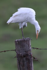 Egret on the hunt