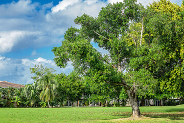 Obraz premium Big tree on a golf field
