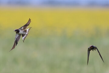 Swallows in flight