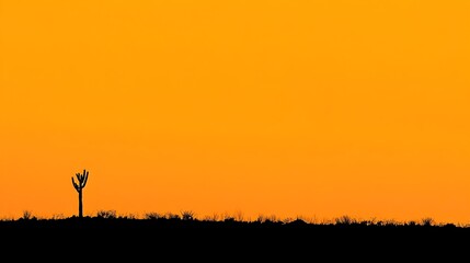 Silhouette of a Cactus at Sunset in the Desert