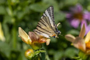 butterfly on flower