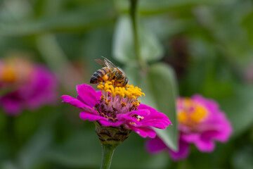 bee on a flower