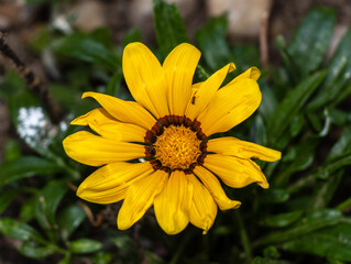 yellow flower in the garden