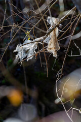 Plastic pollution along a hiking trail. Plastic pollution in a forest in the countryside. Environmental damage caused by human. Plastic waste on a trail.