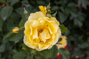 yellow rose in the garden
