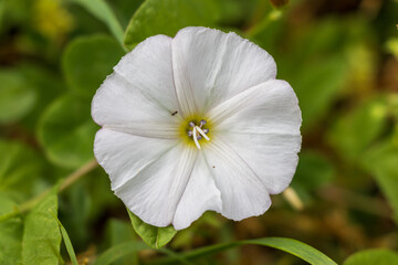 white anemone flower