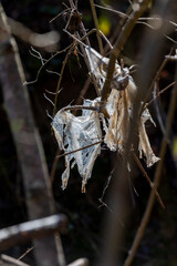 Plastic pollution along a hiking trail. Plastic pollution in a forest in the countryside. Environmental damage caused by human. Plastic waste on a trail.