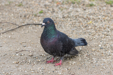pigeon in the park