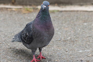 pigeon on the ground
