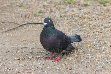 pigeon on the ground
