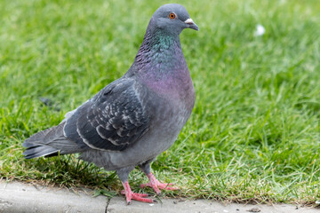 pigeon on the grass