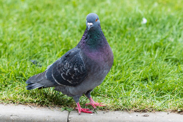 pigeon on the grass