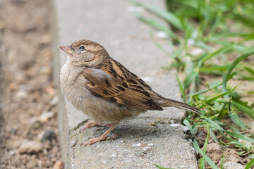 sparrow on the ground