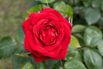 red rose in garden