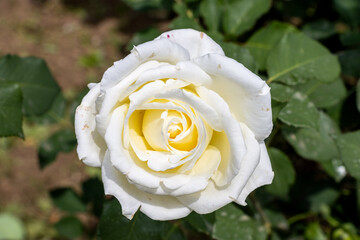 single white rose