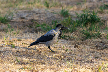 crow on the ground