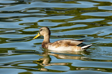 duck in the water