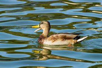 Fototapeta premium duck in the water