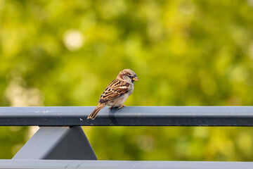 sparrow on a fence