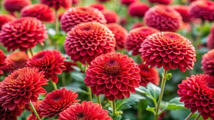 beautiful bushes of chrysanthemum flowers with red colors
