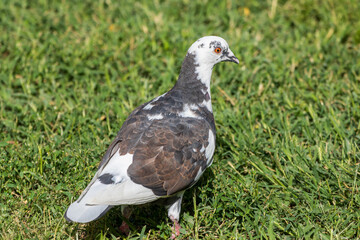  pigeon on grass