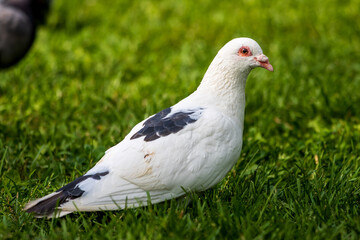 white pigeon on grass