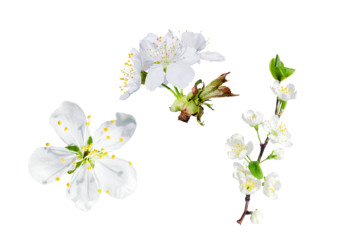 Beautiful set of different white flowers Flowering plants  Floral composition Isolated on white background Bloom of cherry plum 