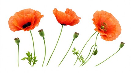 Obraz premium Vibrant orange poppies with buds and green leaves on a white background.