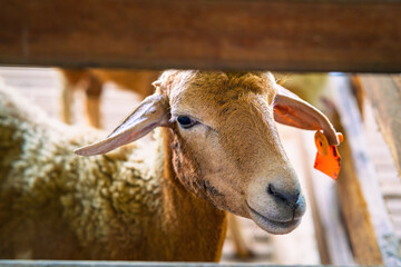 A white curly-haired sheep in a wooden pen. Sheep farming in the barn.