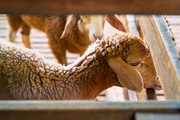 A white curly-haired sheep in a wooden pen. Sheep farming in the barn.