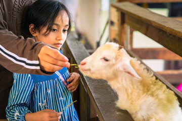 Putrajaya, Malaysia - September 19, 2024 Young girl is feeding the goat with hay.